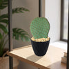 Beavertail Cactus &