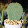 Beavertail Cactus &