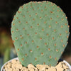 Beavertail Cactus &