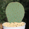 Beavertail Cactus &