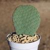 Beavertail Cactus &