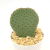 Beavertail Cactus &