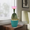 Beavertail Cactus with pink flower in a textured turquoise pot on a wooden table by the window; chair and art in background.