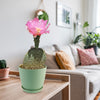 Beavertail Cactus &