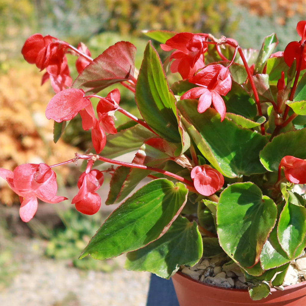 Red Begonia Plant ‘Dragon Wing Begonia’