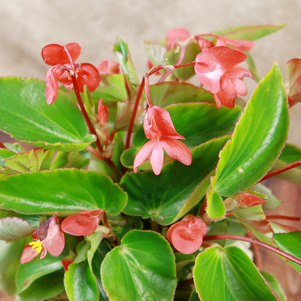 Red Begonia Plant ‘Dragon Wing Begonia’