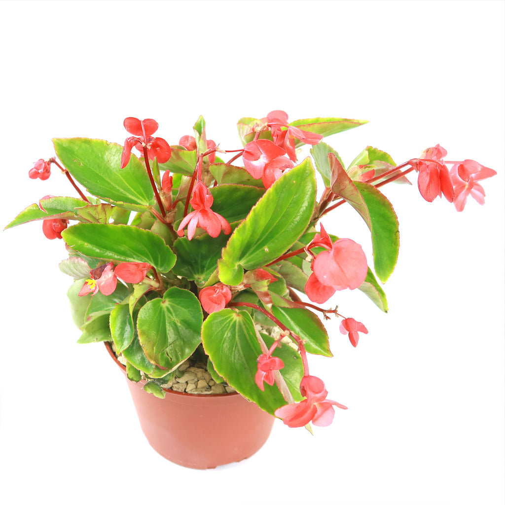 Red Begonia Plant ‘Dragon Wing Begonia’