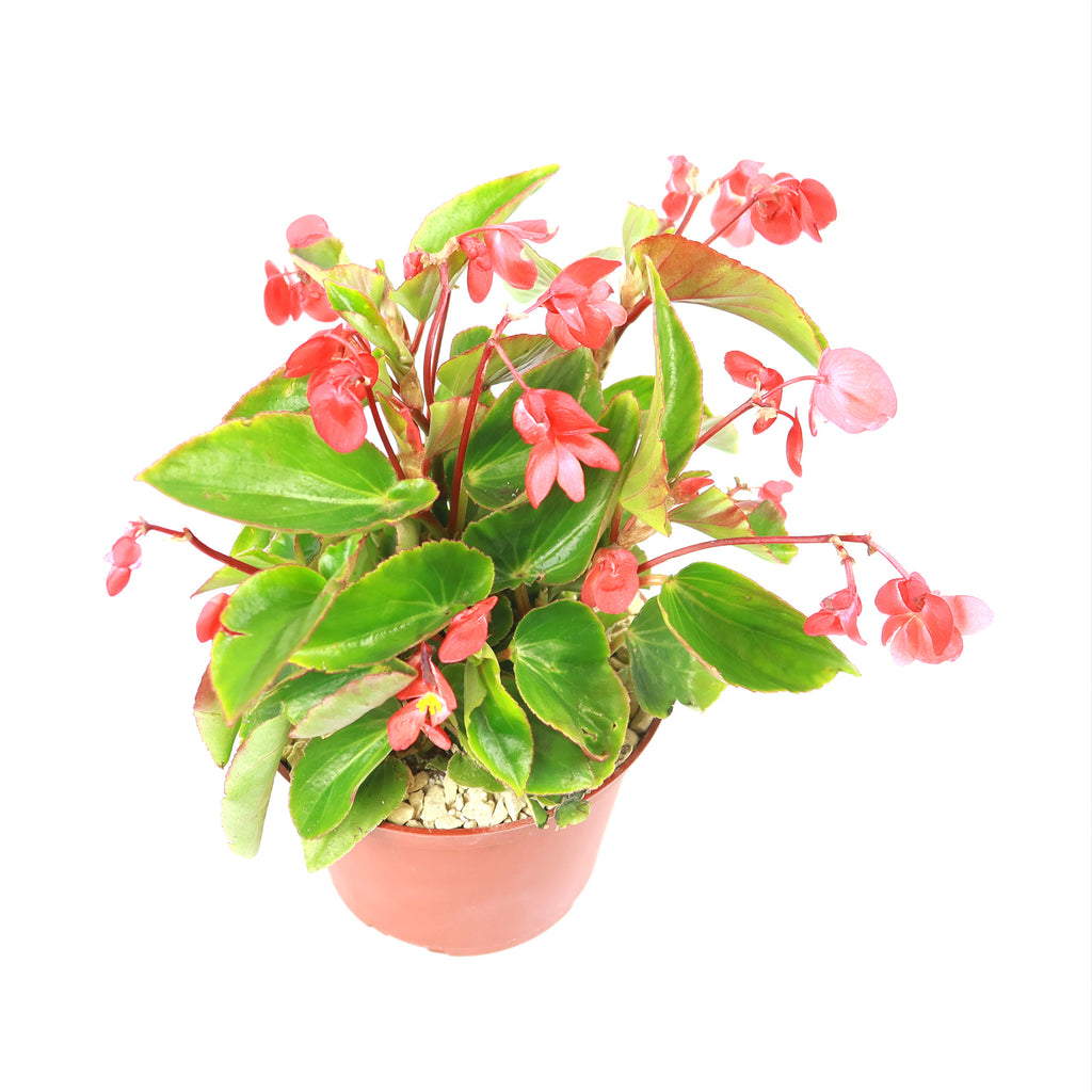 Red Begonia Plant ‘Dragon Wing Begonia’