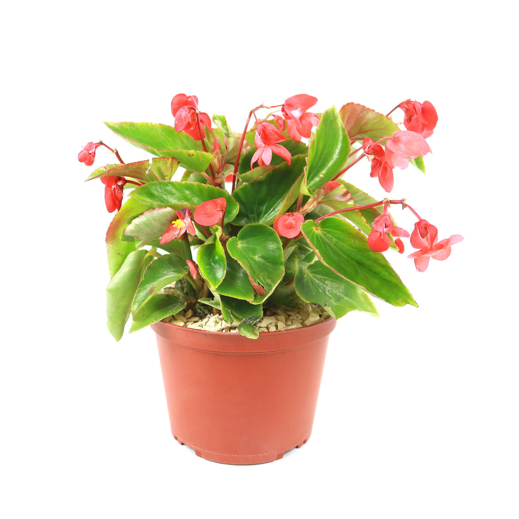 Red Begonia Plant ‘Dragon Wing Begonia’