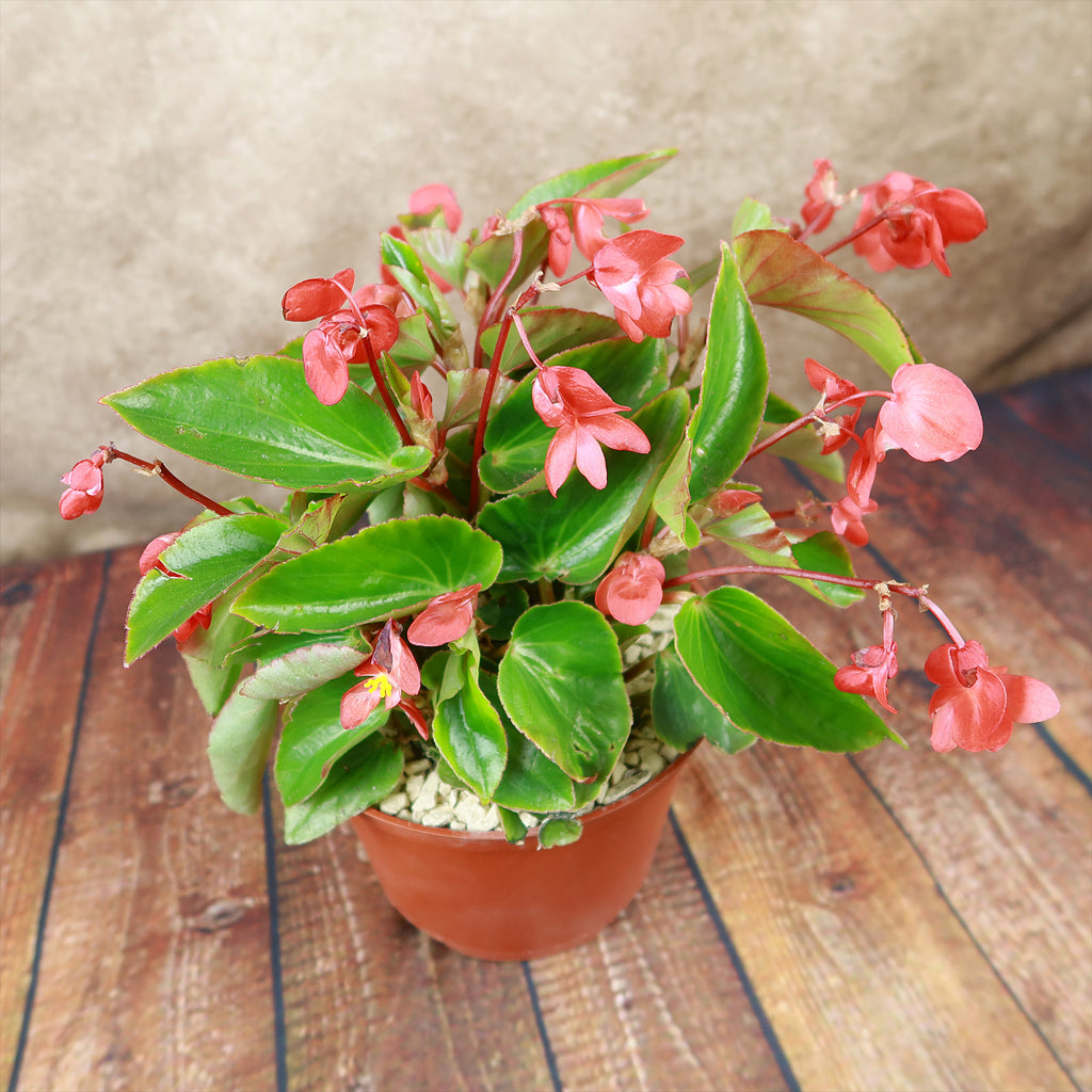 Red Begonia Plant ‘Dragon Wing Begonia’
