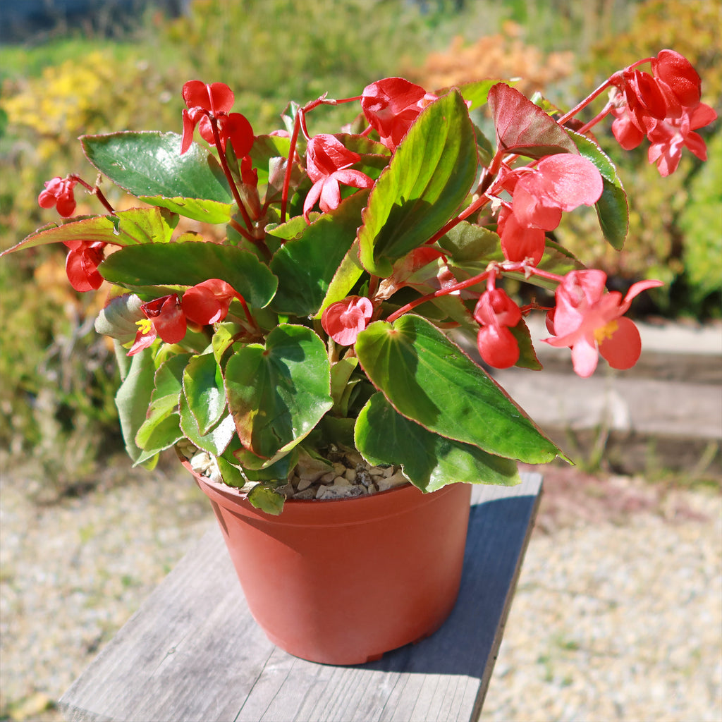 Red Begonia Plant ‘Dragon Wing Begonia’