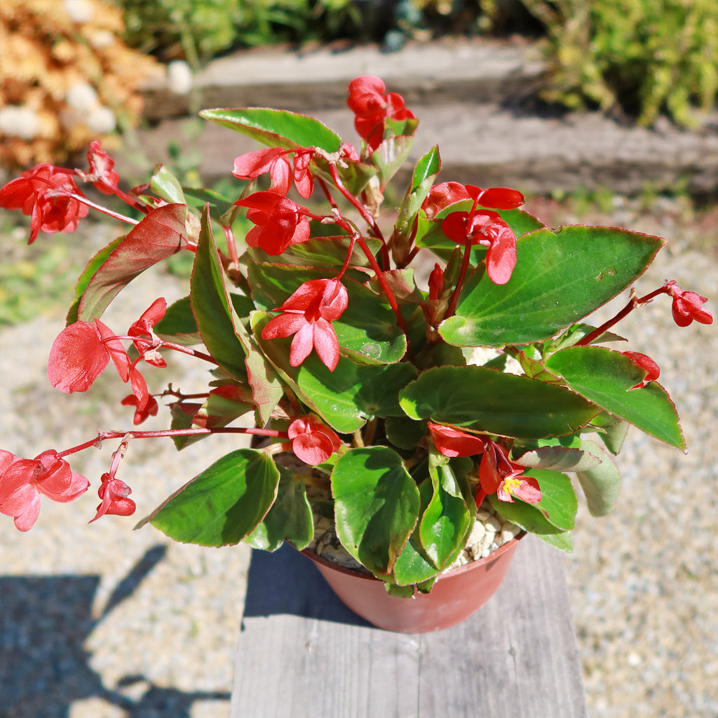 Red Begonia Plant ‘Dragon Wing Begonia’