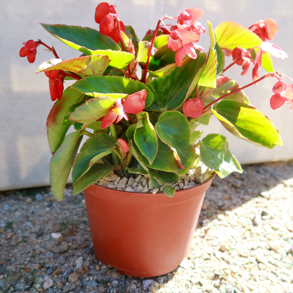 Red Begonia Plant ‘Dragon Wing Begonia’