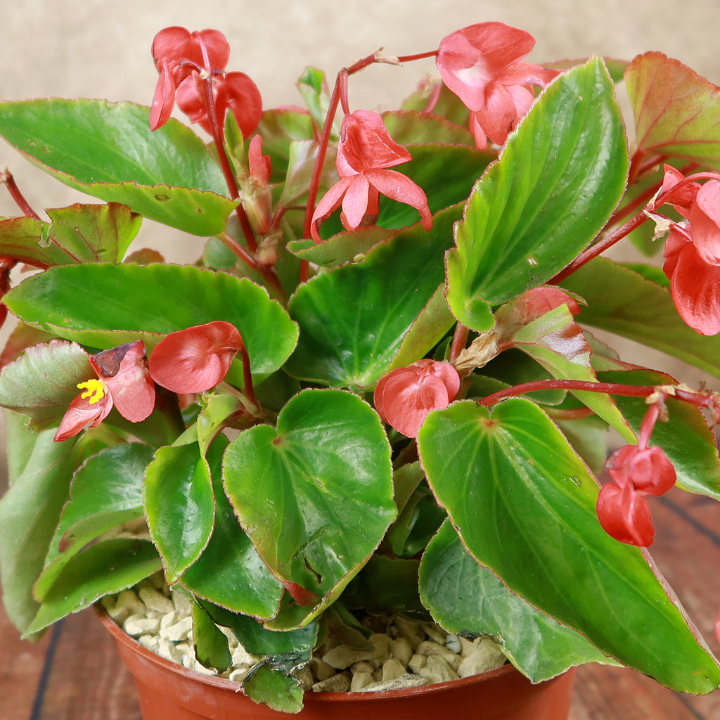 Red Begonia Plant ‘Dragon Wing Begonia’