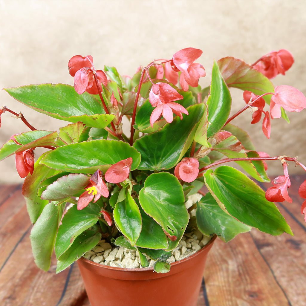 Red Begonia Plant ‘Dragon Wing Begonia’