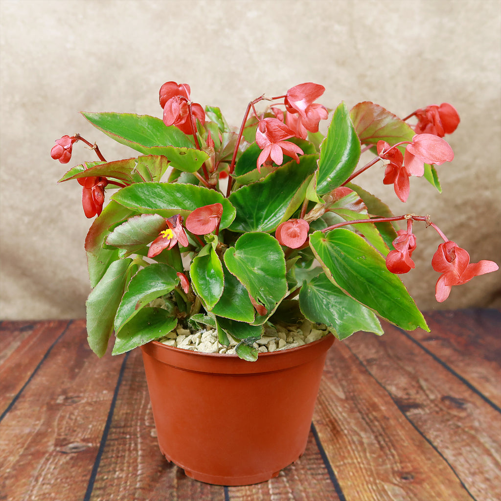 Red Begonia Plant ‘Dragon Wing Begonia’