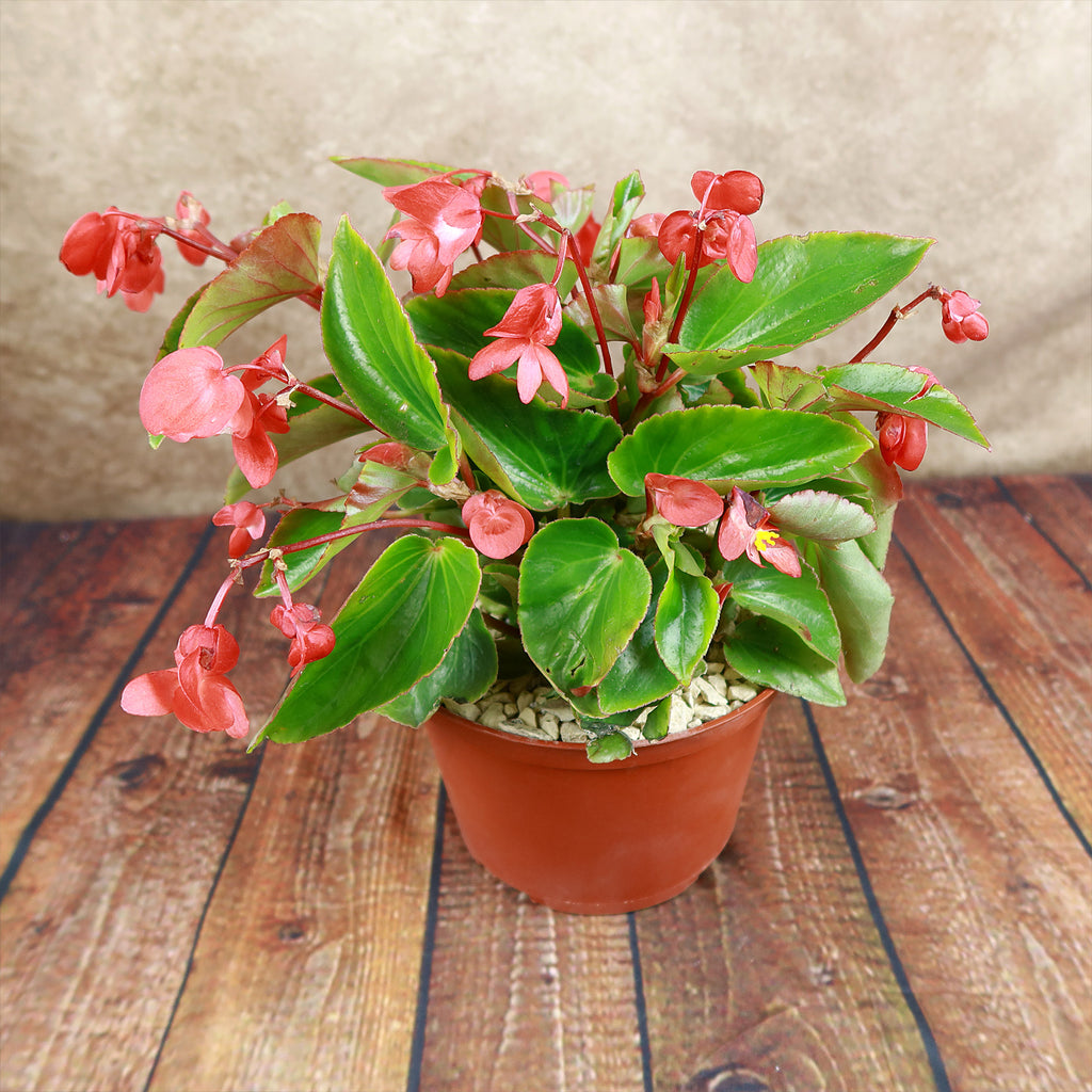 Red Begonia Plant ‘Dragon Wing Begonia’
