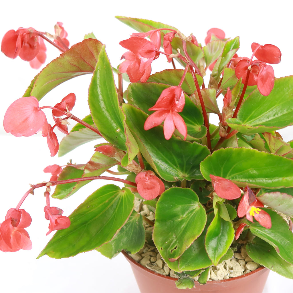 Red Begonia Plant ‘Dragon Wing Begonia’