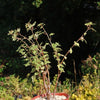 Begonia dregei