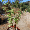 Begonia dregei