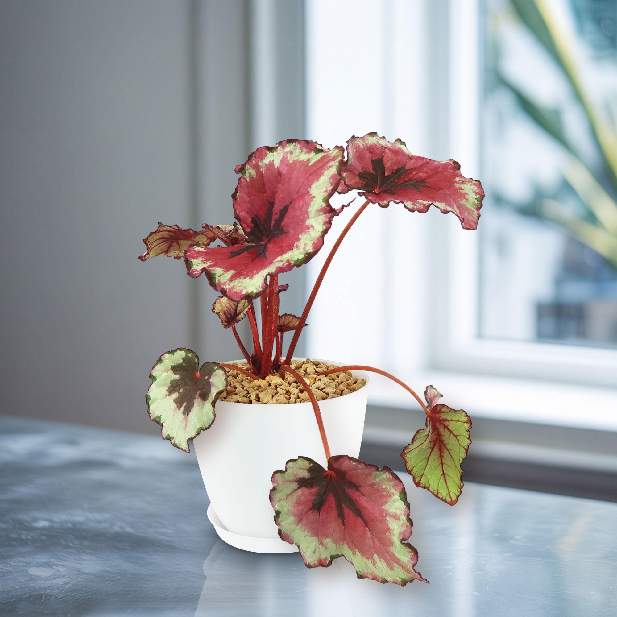 Begonia rex ‘kotobuki’