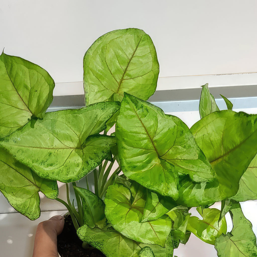 Syngonium ‘Berry Allusion’