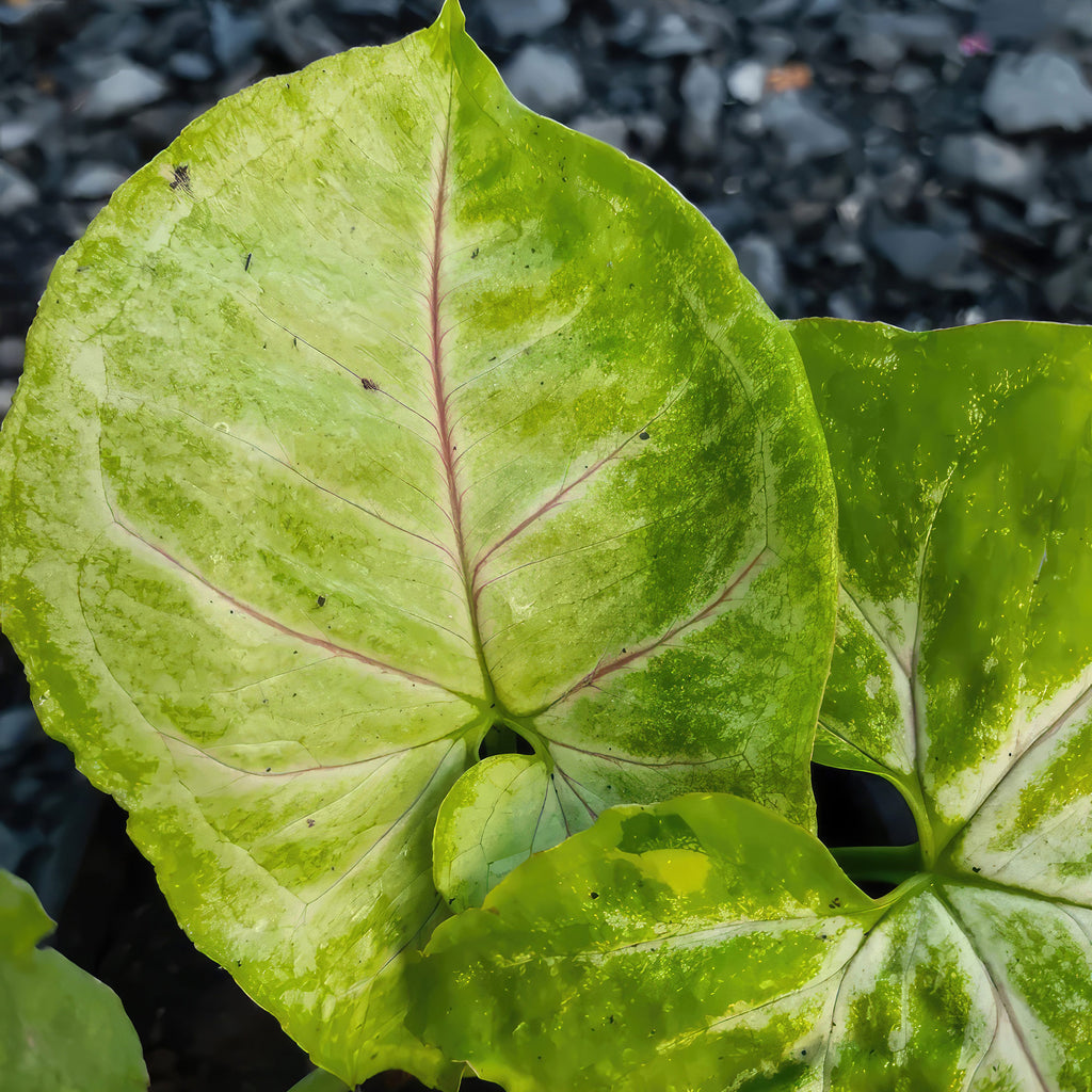 Syngonium ‘Berry Allusion’