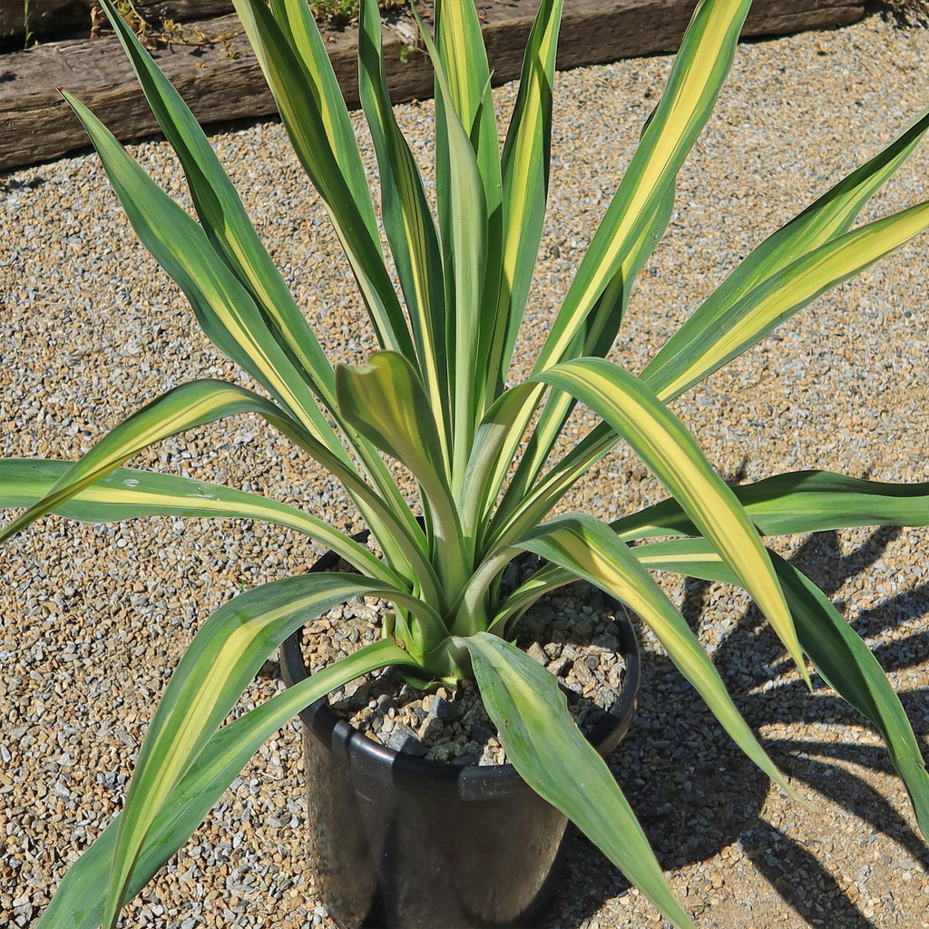 Beschorneria yuccoides &