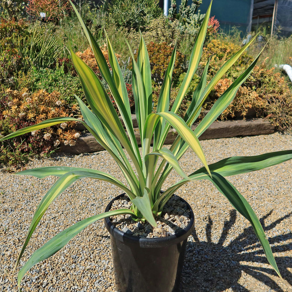 Beschorneria yuccoides &