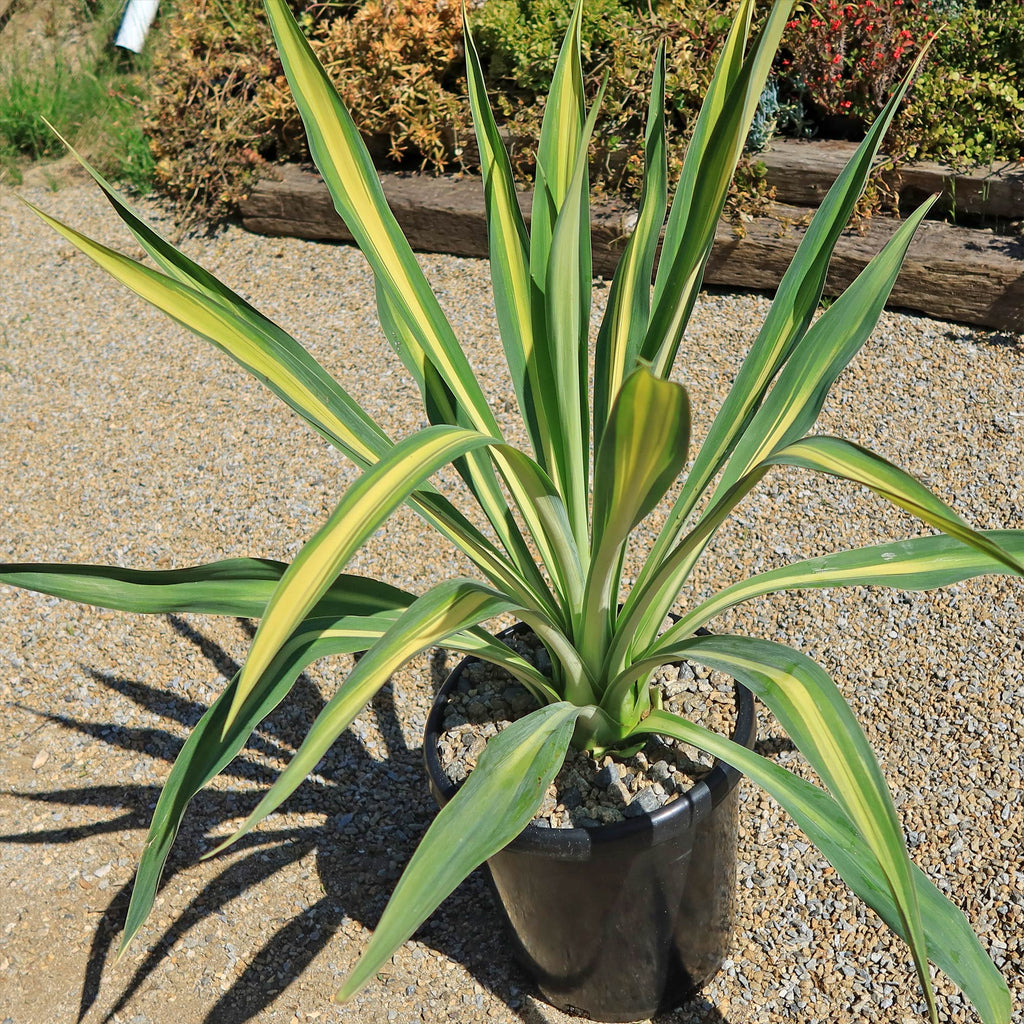 Beschorneria yuccoides &