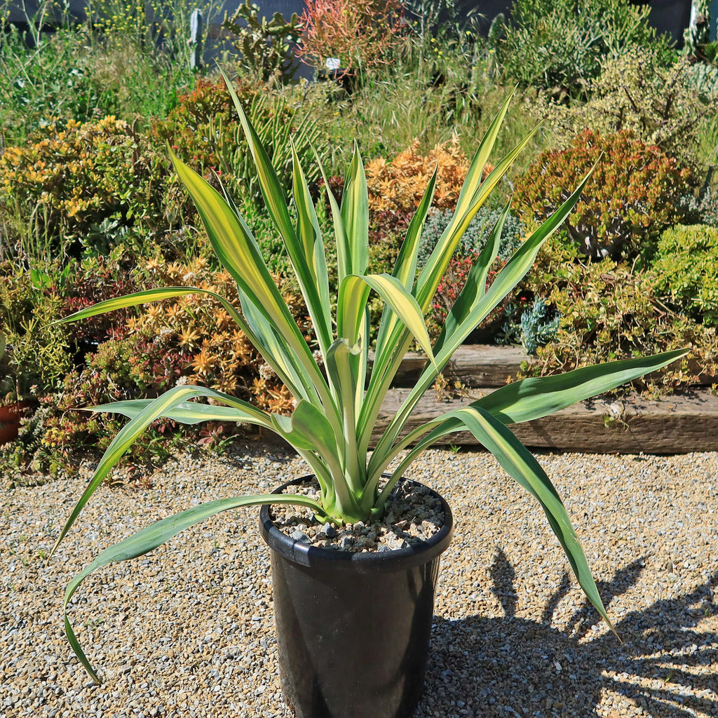 Beschorneria yuccoides &