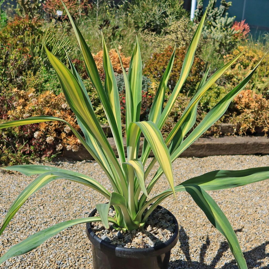 Beschorneria yuccoides &