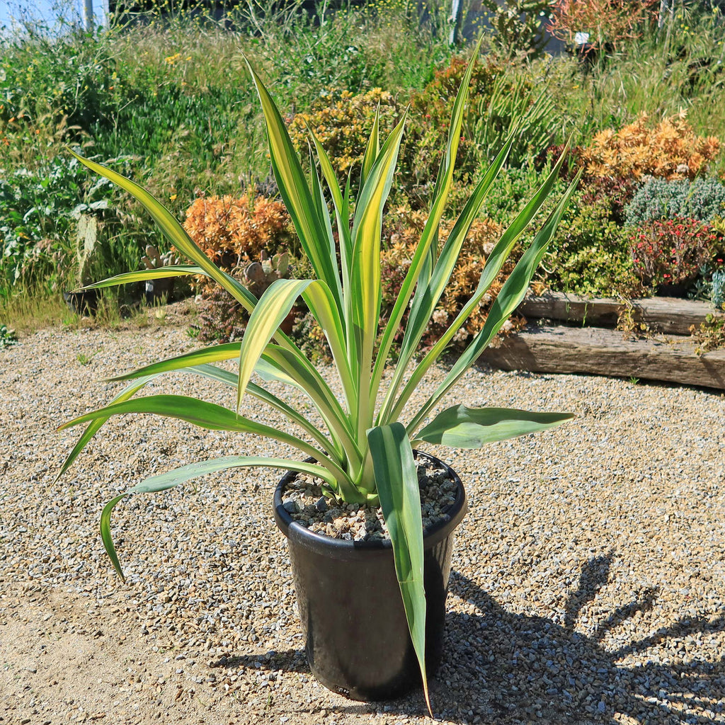 Beschorneria yuccoides &