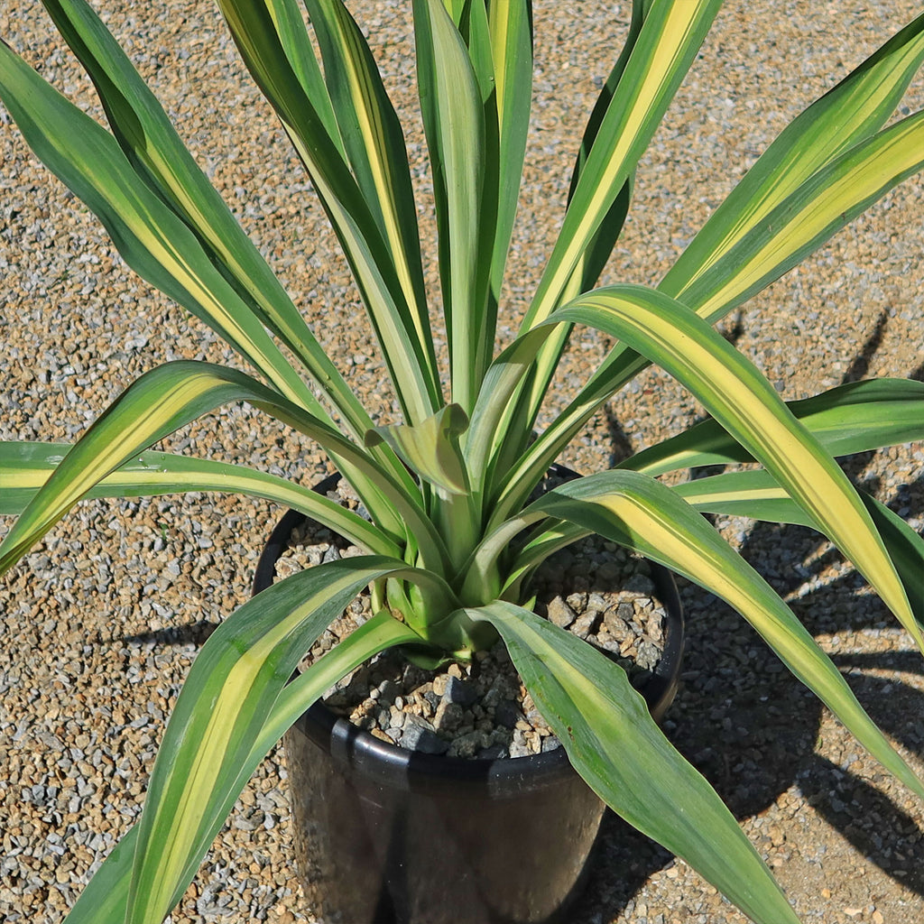 Beschorneria yuccoides &