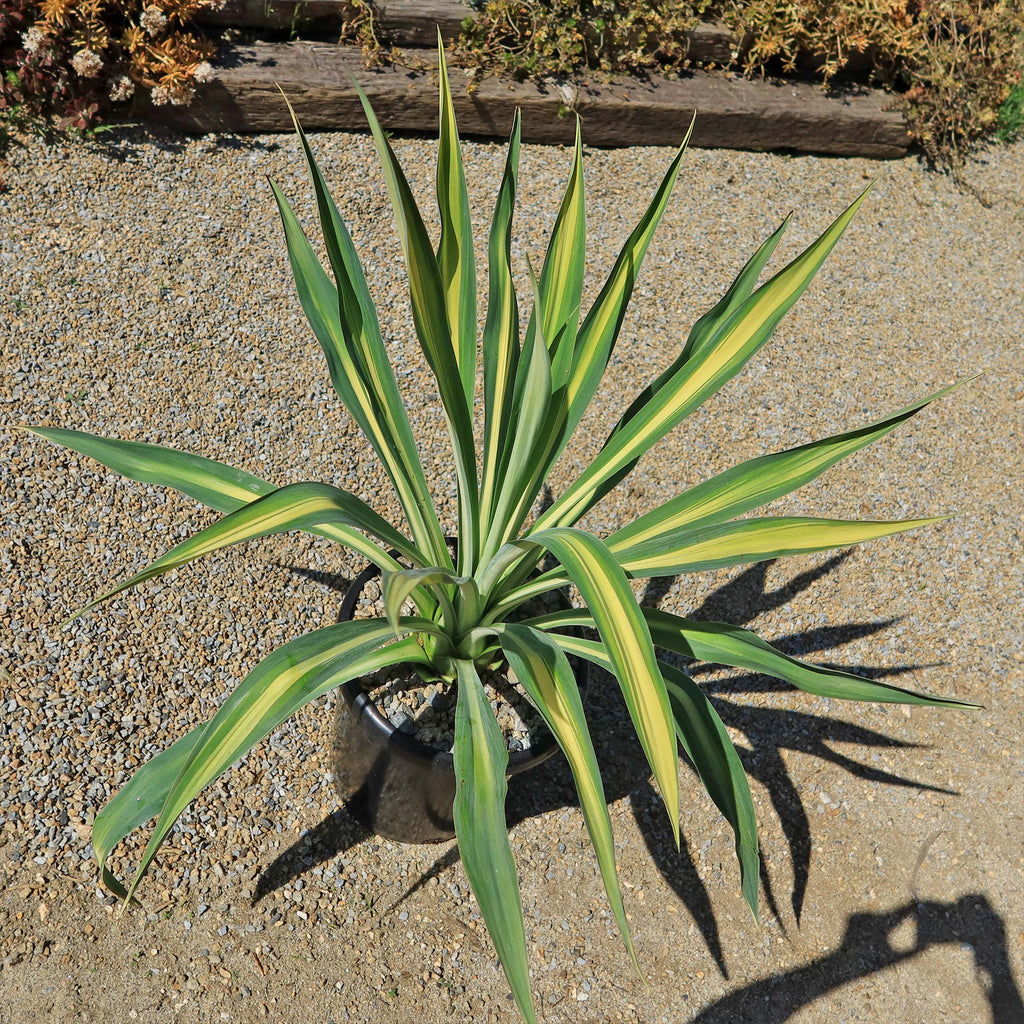 Beschorneria yuccoides &