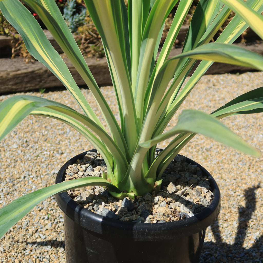 Beschorneria yuccoides &