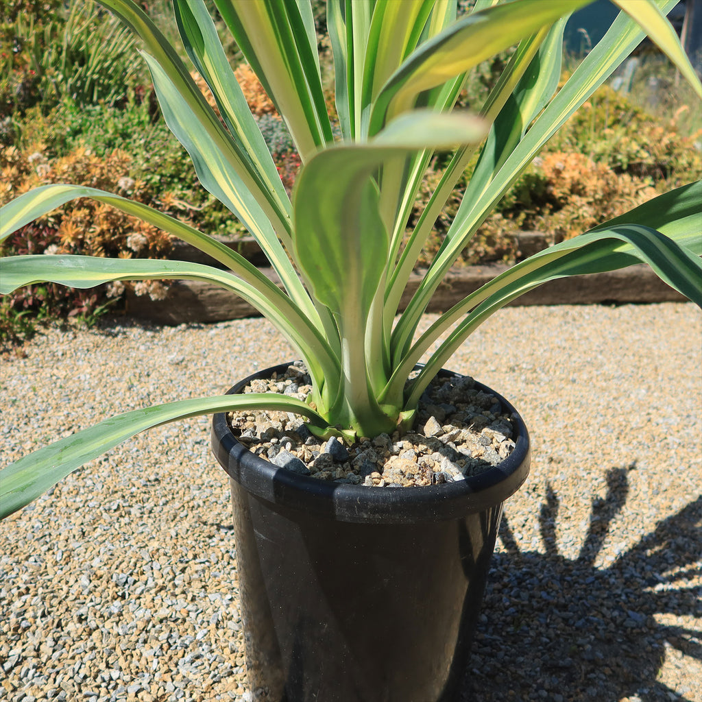 Beschorneria yuccoides &