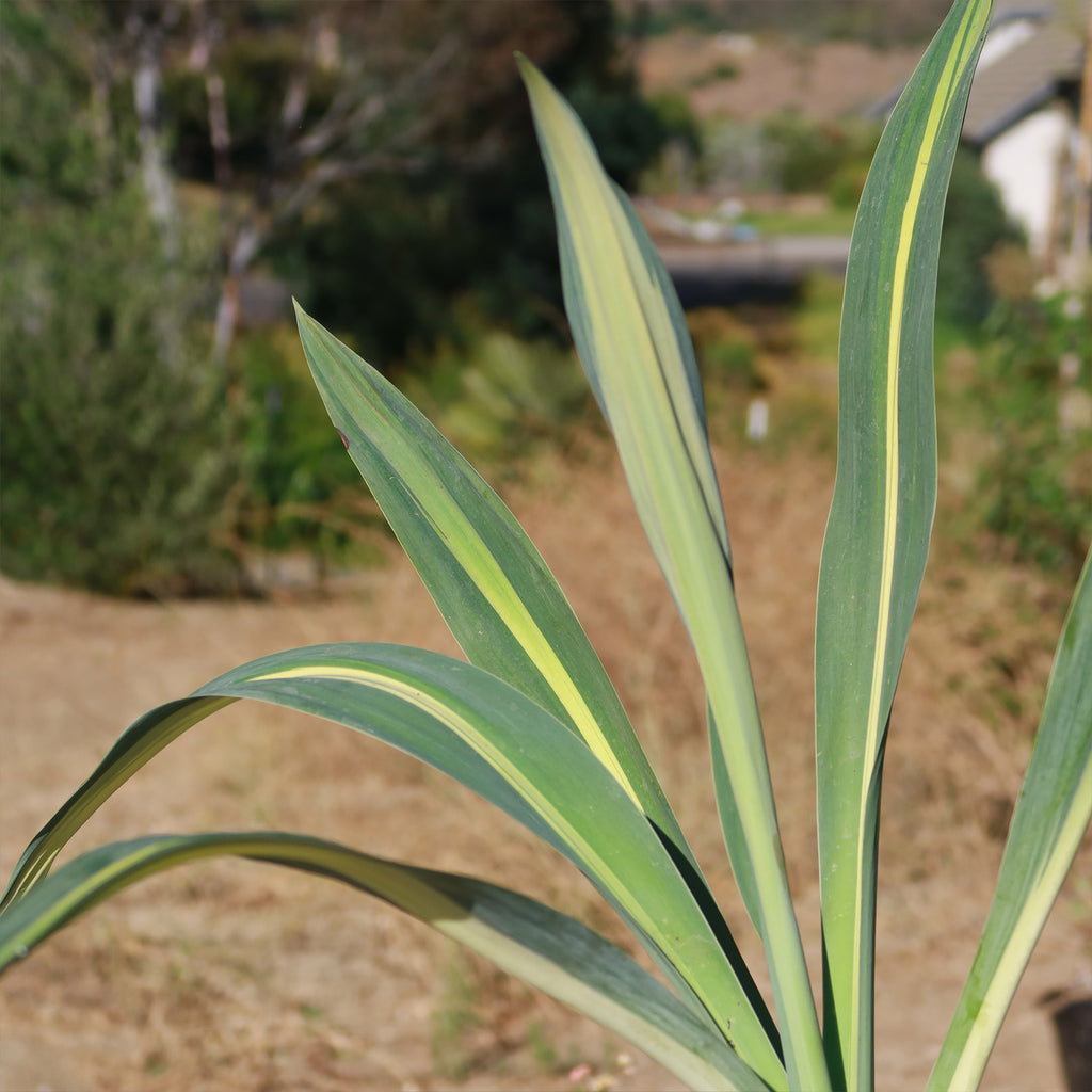Beschorneria yuccoides &
