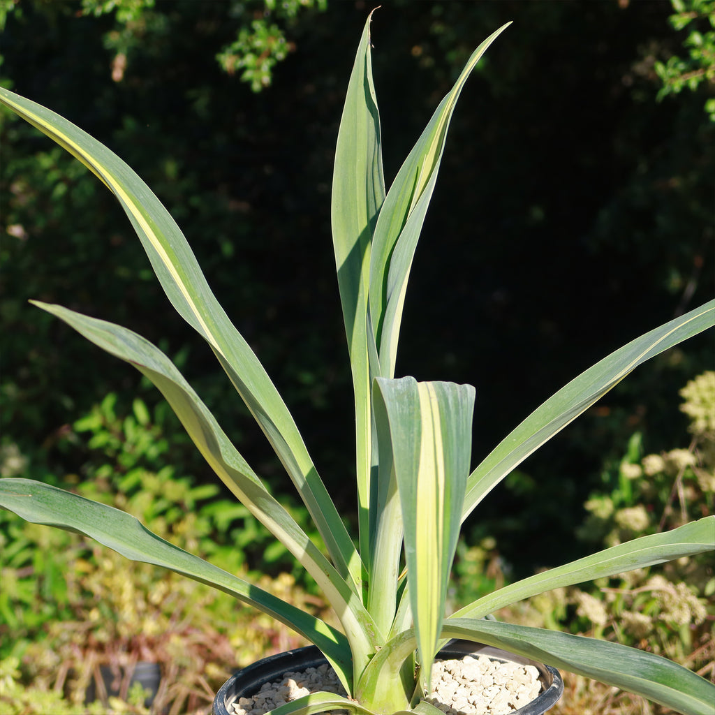 Beschorneria yuccoides &