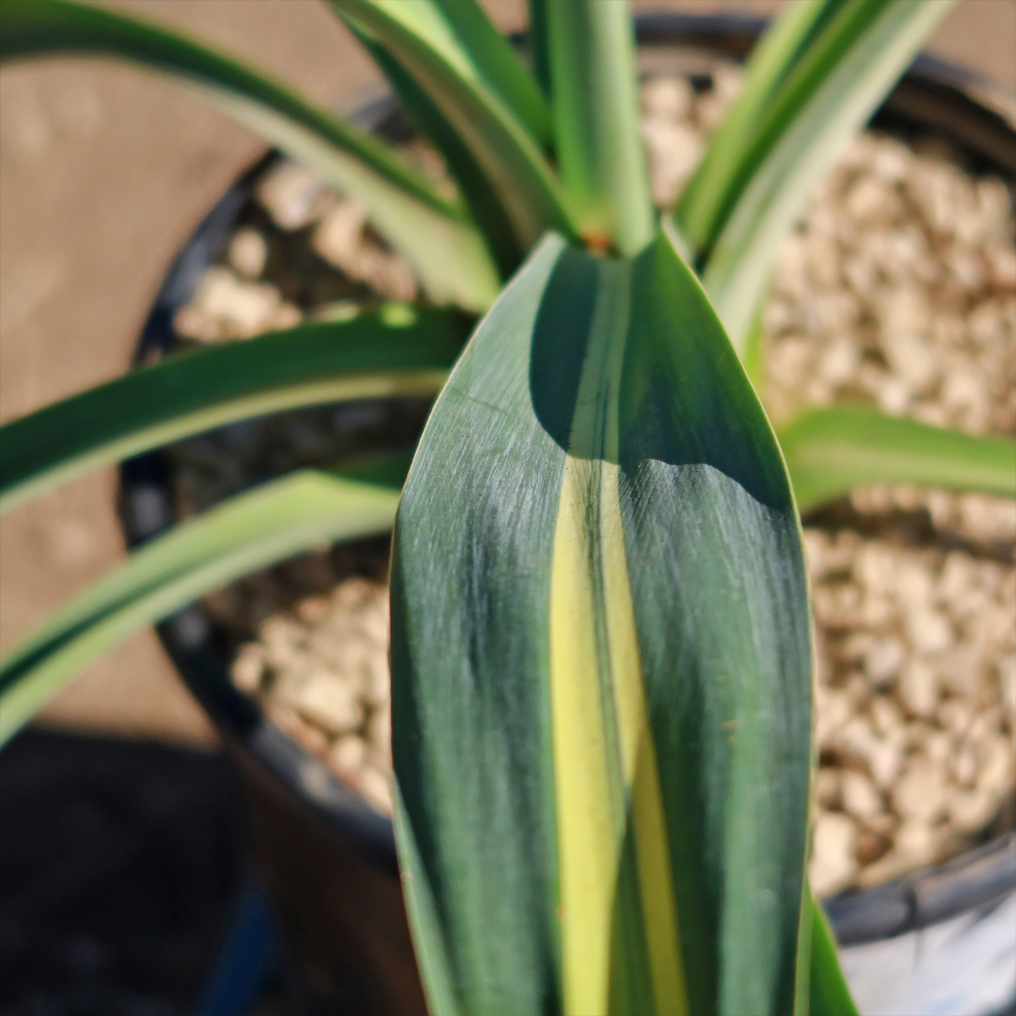 Beschorneria yuccoides 'Flamingo Glow'