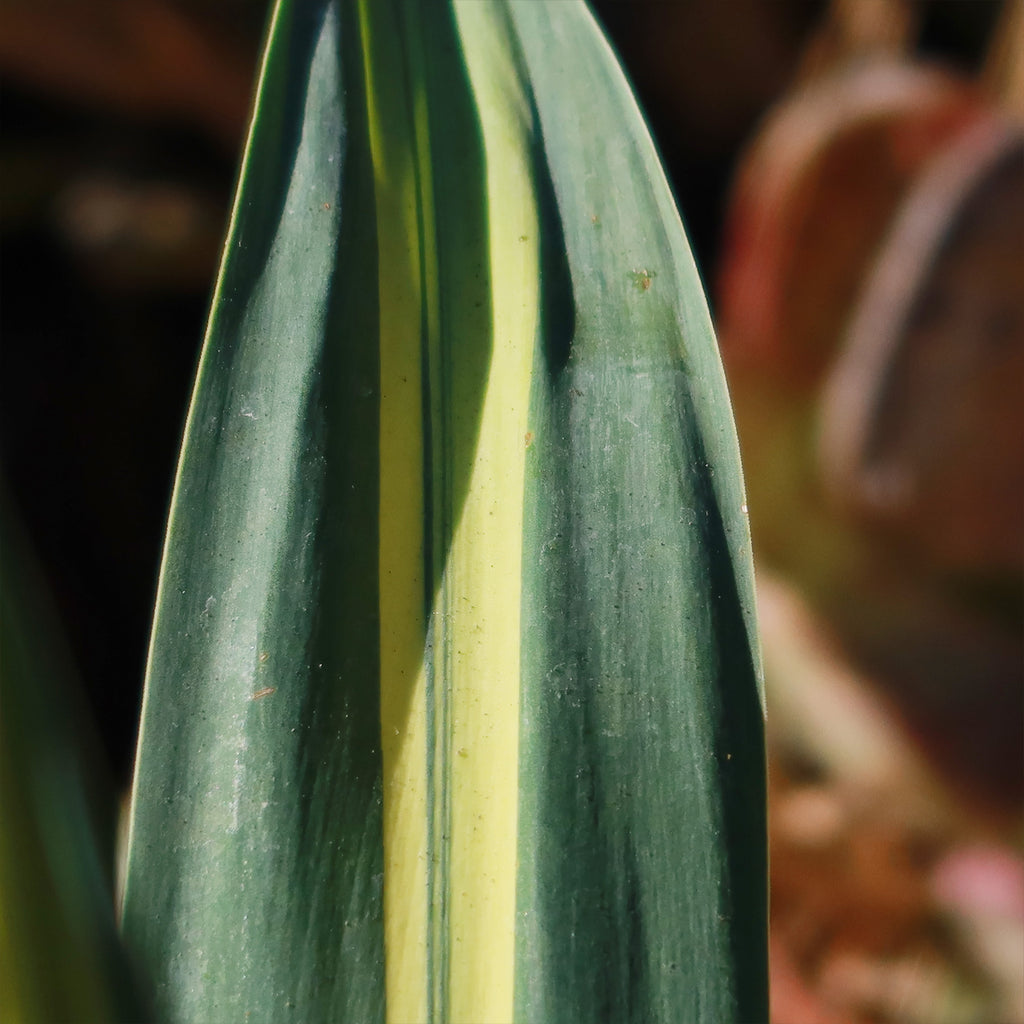 Beschorneria yuccoides &