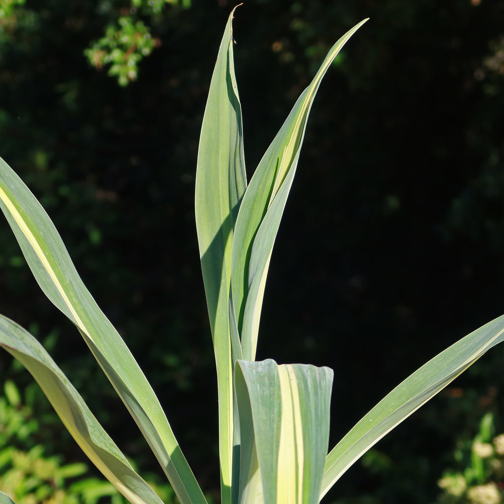 Beschorneria yuccoides &