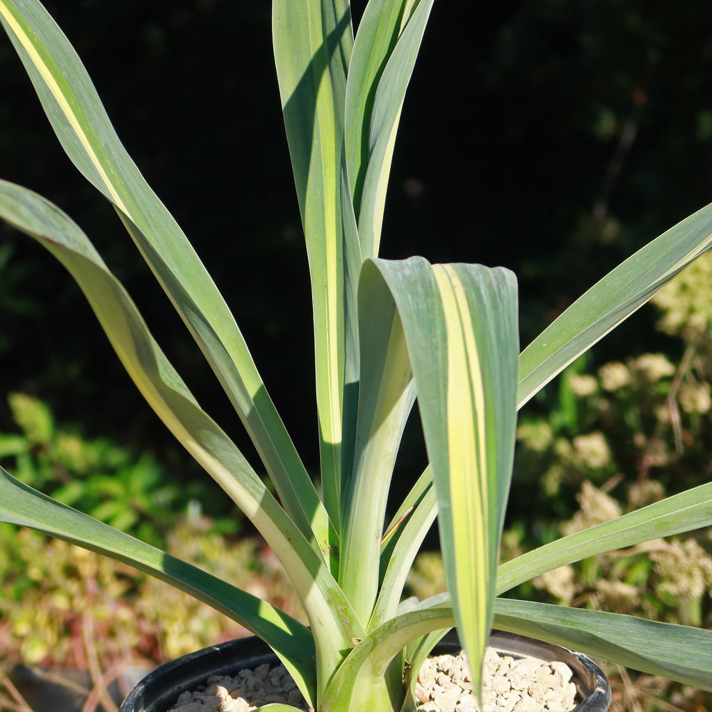 Beschorneria yuccoides &