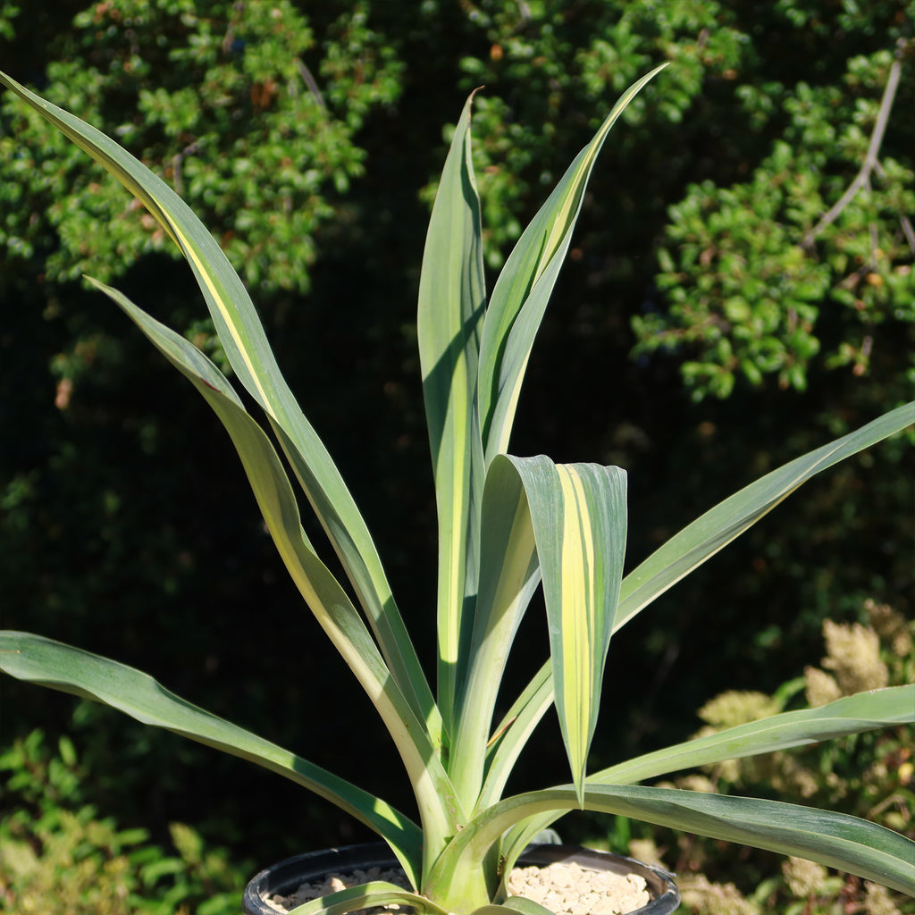 Beschorneria yuccoides &