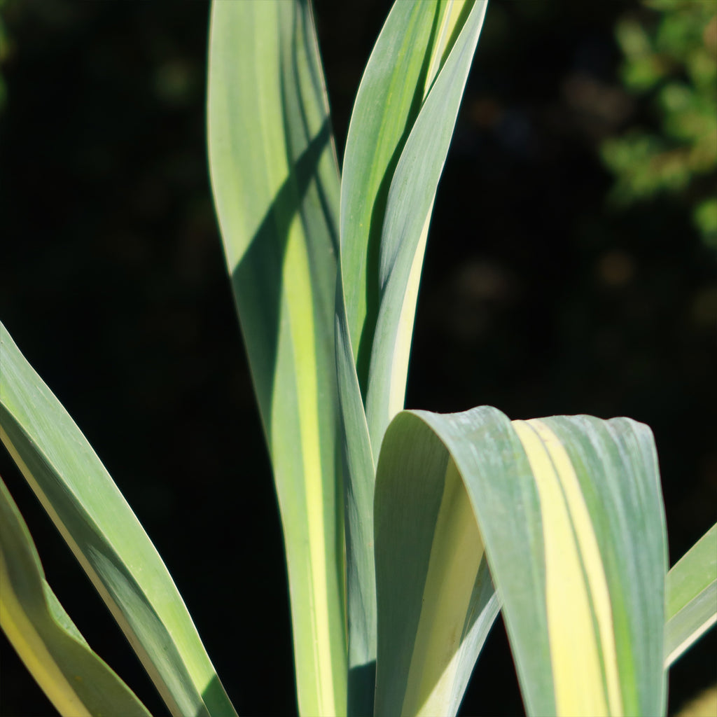 Beschorneria yuccoides &