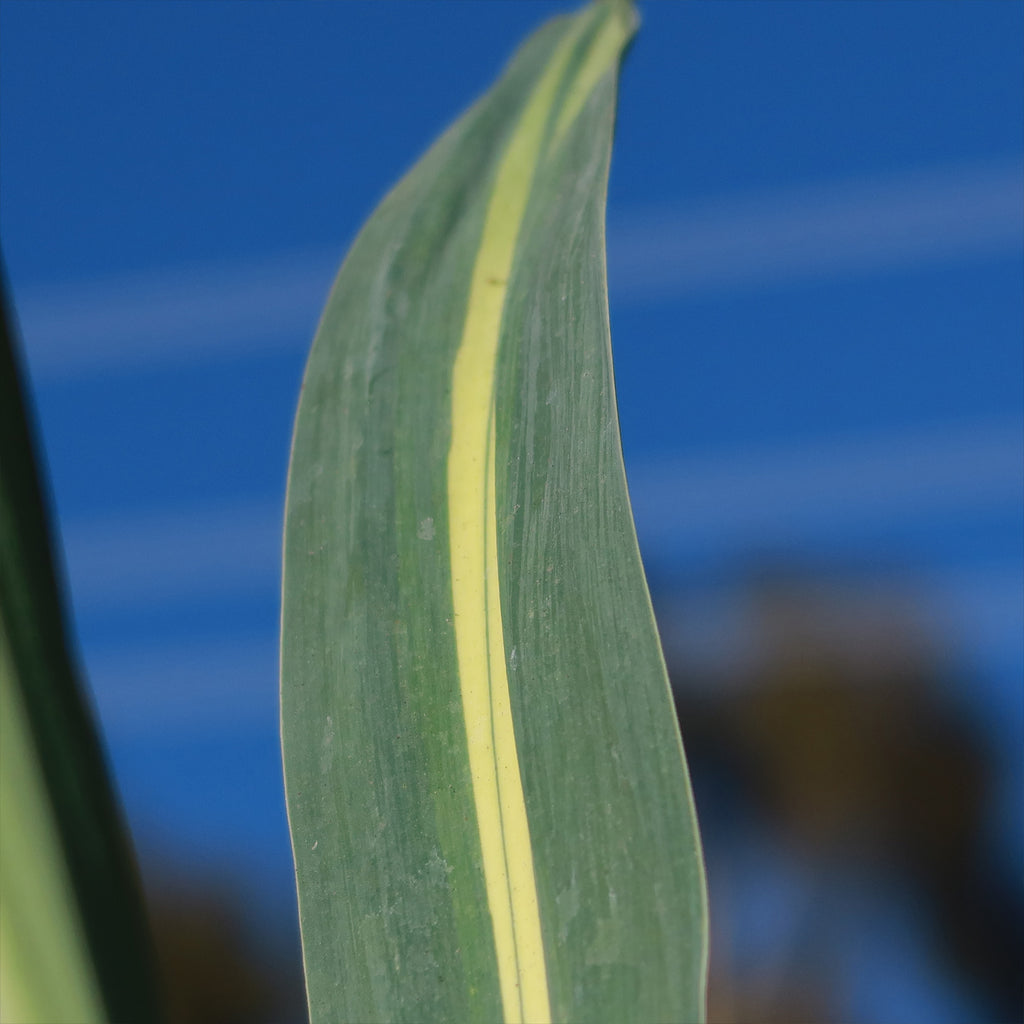Beschorneria yuccoides &