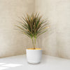 Bicolor Dragon Tree - Dracaena marginata ‘Bicolor’