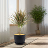 Bicolor Dragon Tree - Dracaena marginata ‘Bicolor’