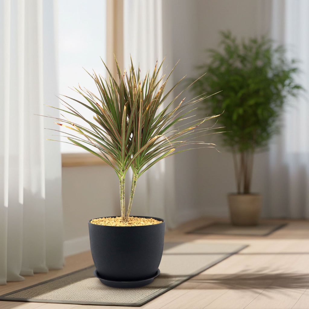 Bicolor Dragon Tree - Dracaena marginata ‘Bicolor’