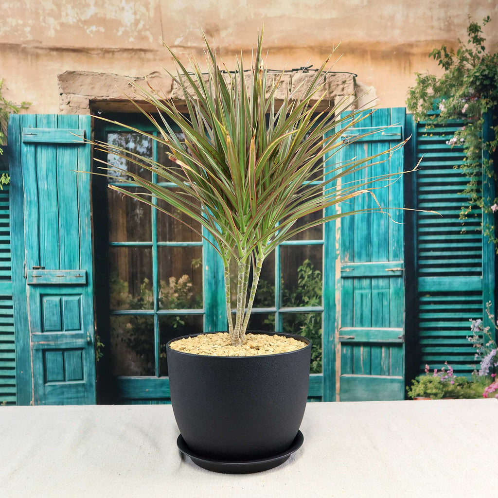 Bicolor Dragon Tree - Dracaena marginata ‘Bicolor’